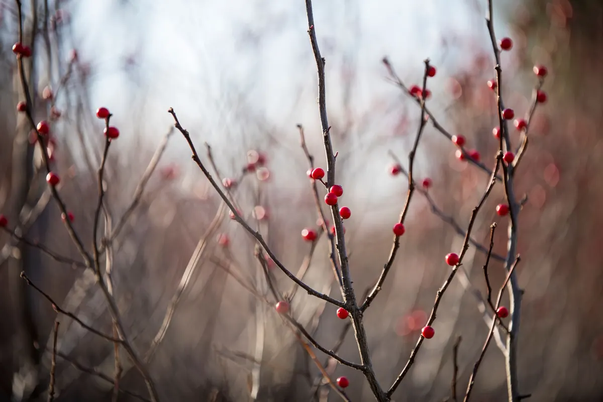 Winter Botanicals: Designing Festive Motifs from UK Evergreens